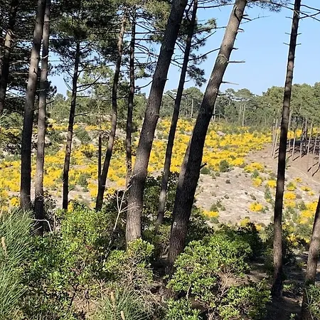 Feriehus Maison Bois Dans La Foret De Carcans-plage *