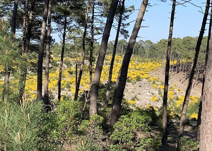 Feriehus Maison Bois Dans La Foret De Carcans-plage *